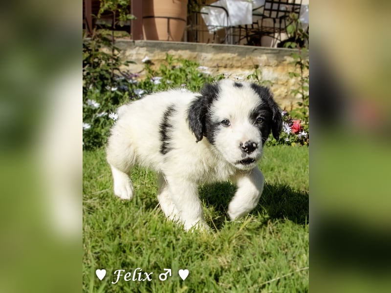 Felix und Freddie suchen ein Zuhause