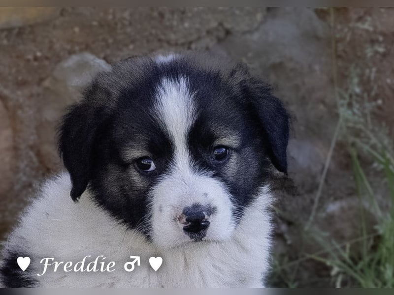 Felix und Freddie suchen ein Zuhause