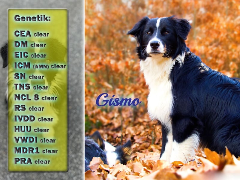 Australian Shepherd "GISMO" Deckrüde