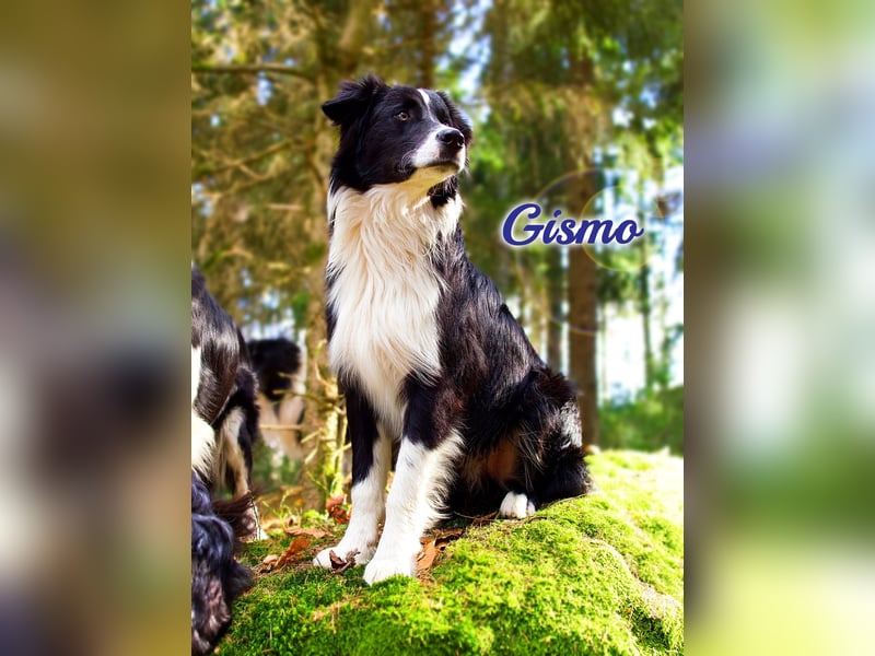 Australian Shepherd "GISMO" Deckrüde