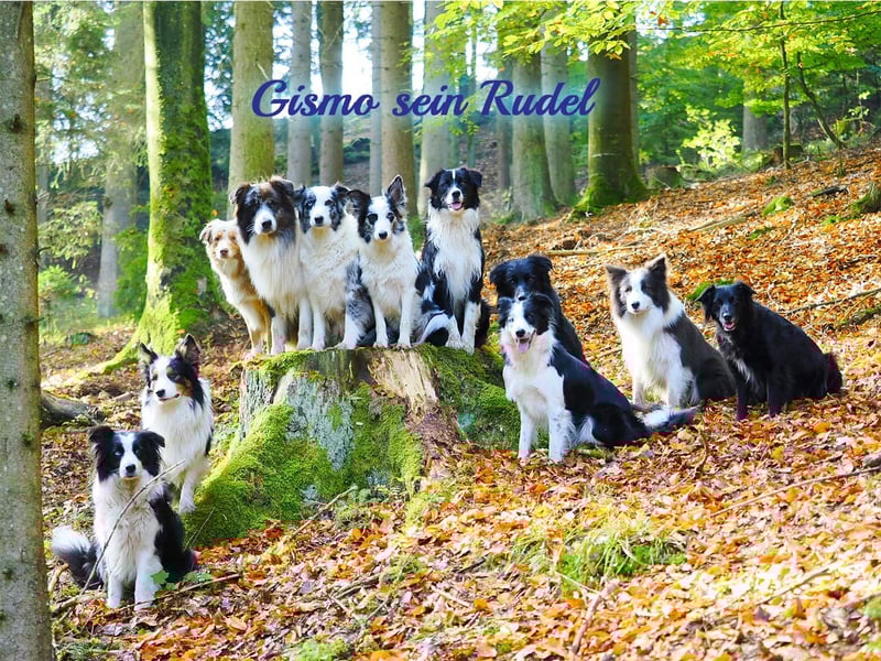 Australian Shepherd "GISMO" Deckrüde