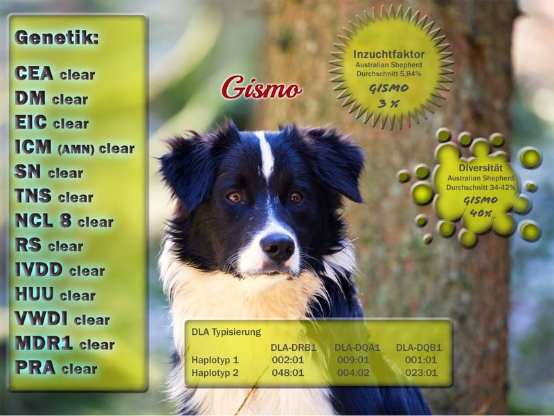 Australian Shepherd "GISMO" Deckrüde