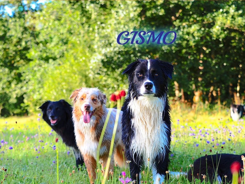 Australian Shepherd "GISMO" Deckrüde