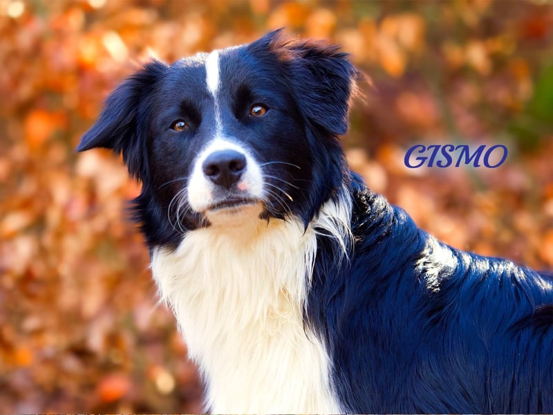 Australian Shepherd "GISMO" Deckrüde