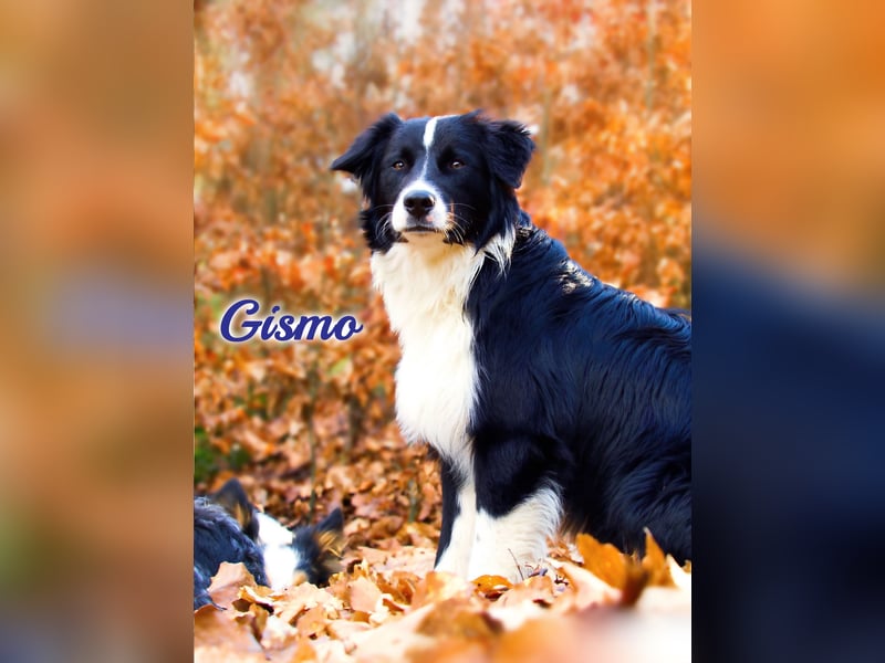 Australian Shepherd "GISMO" Deckrüde
