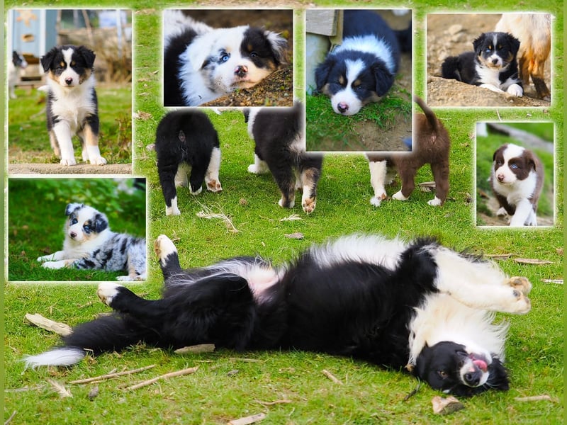Australian Shepherd "GISMO" Deckrüde