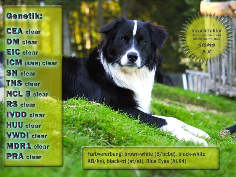 Australian Shepherd "GISMO" Deckrüde