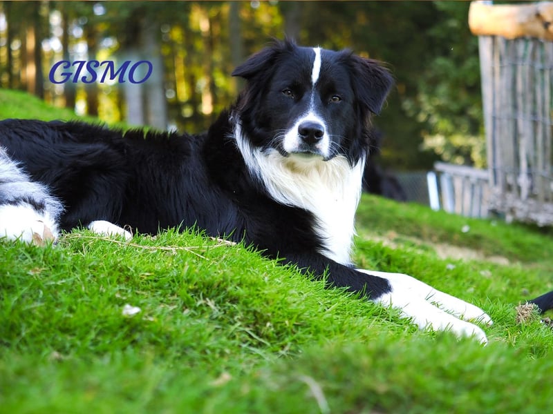 Australian Shepherd "GISMO" Deckrüde