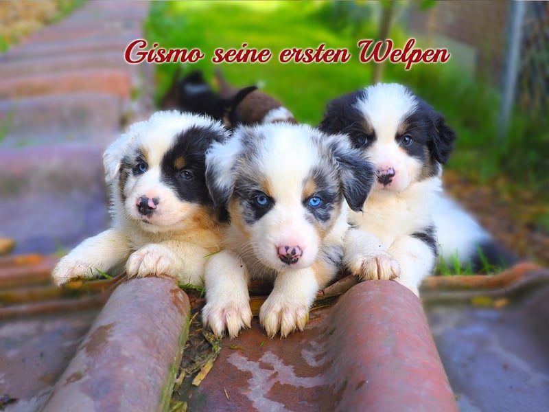 Australian Shepherd "GISMO" Deckrüde