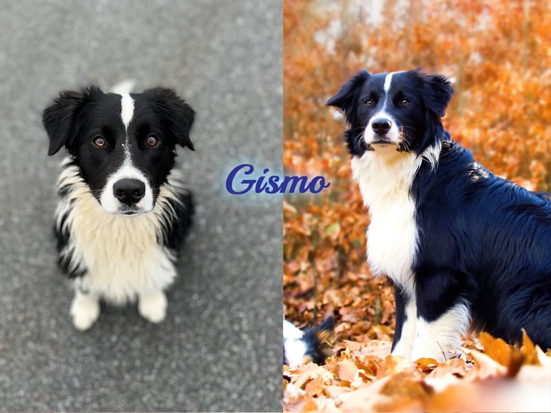 Australian Shepherd "GISMO" Deckrüde