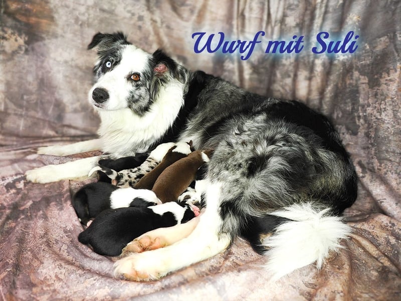Australian Shepherd "GISMO" Deckrüde