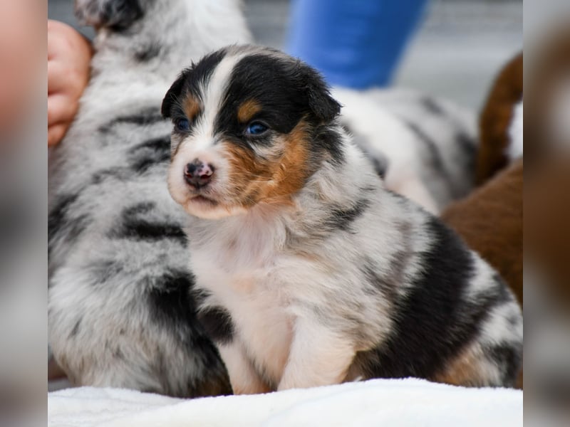 Australian Shepherd Welpen