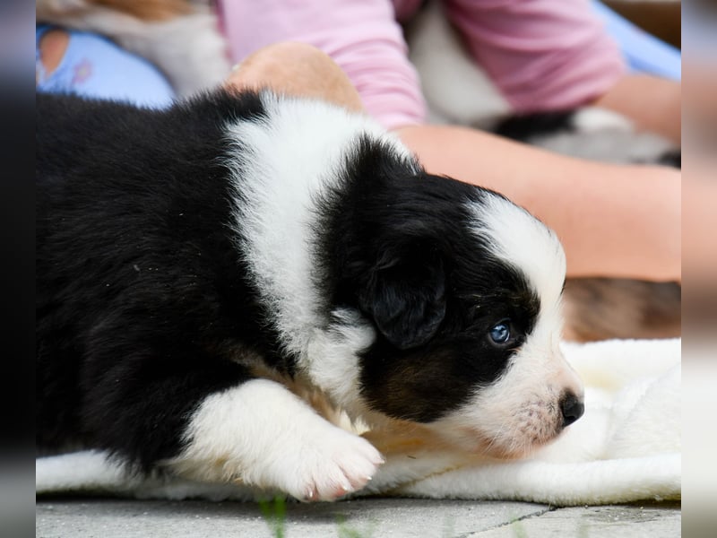 Australian Shepherd Welpen