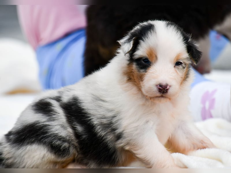 Australian Shepherd Welpen