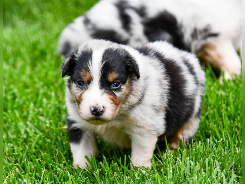 Australian Shepherd Welpen