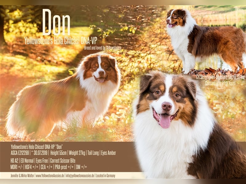 Australian Shepherd Deckrüde Red Tri mit ASCA Papieren USA Linie "Don"