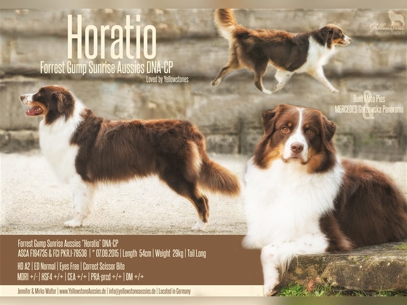 Australian Shepherd Deckrüde Red Tri "Horatio" www.YellowstoneAussies.de