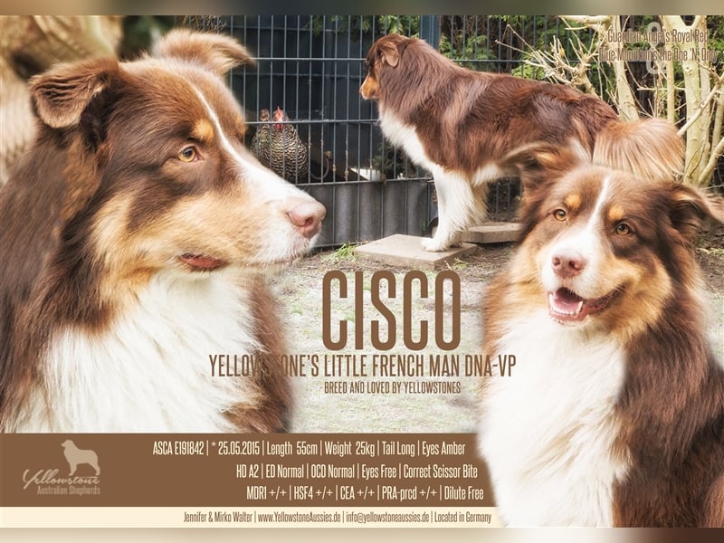 Australian Shepherd Deckrüde Red Tri mit ASCA Papieren "Cisco"