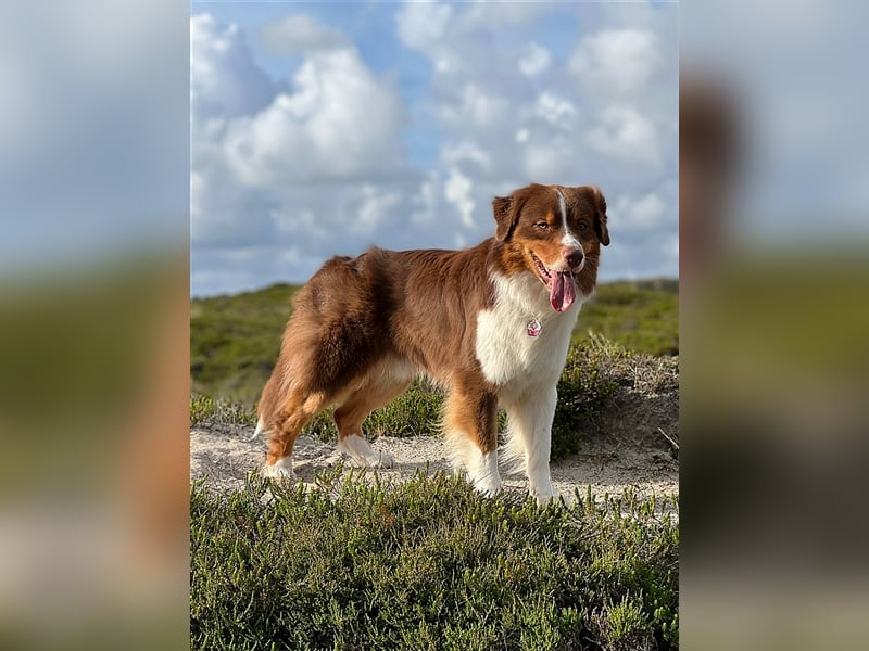 Australian Shepherd Deckrüde Red Tri mit ASCA Papieren "Ted"