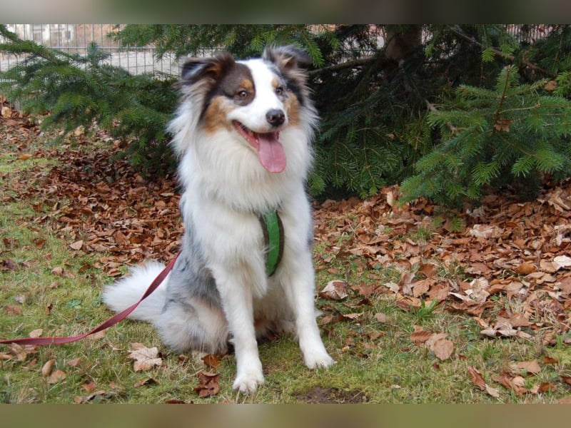 Alfred - ein besonderer Hund sucht seinen speziellen Menschen - Tierhilfe Franken e.V.