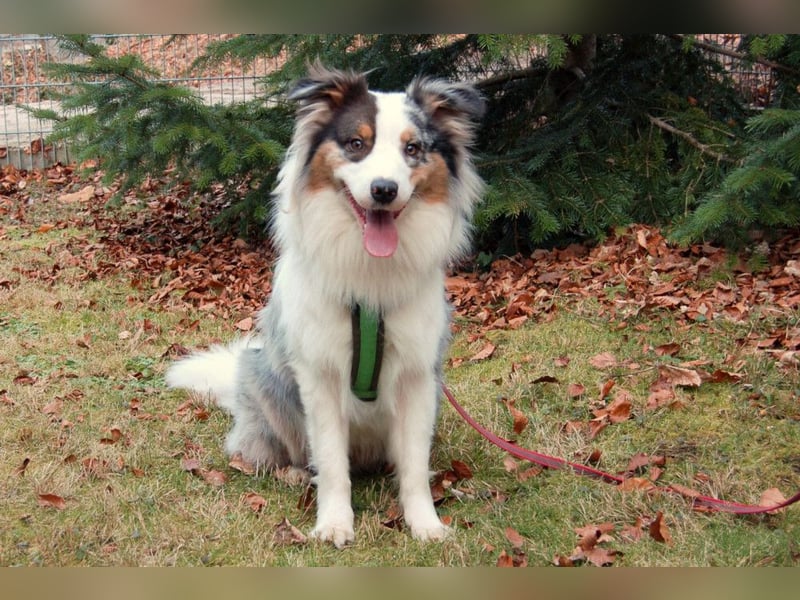 Alfred - ein besonderer Hund sucht seinen speziellen Menschen - Tierhilfe Franken e.V.