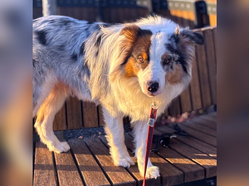 Alfred - ein besonderer Hund sucht seinen speziellen Menschen - Tierhilfe Franken e.V.