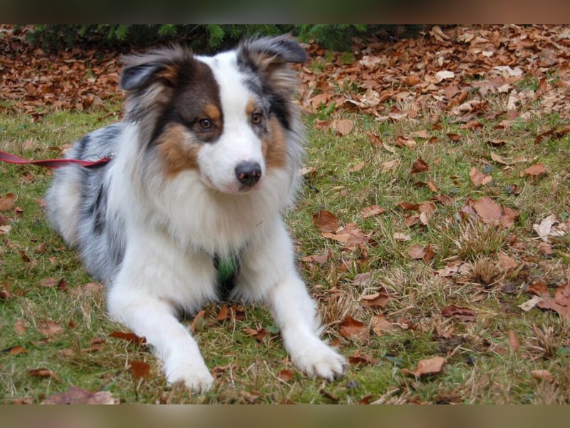 Alfred - ein besonderer Hund sucht seinen speziellen Menschen - Tierhilfe Franken e.V.