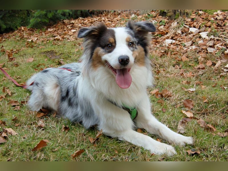 Alfred - ein besonderer Hund sucht seinen speziellen Menschen - Tierhilfe Franken e.V.