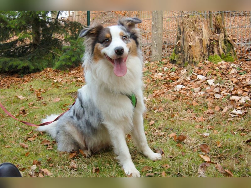 Alfred - ein besonderer Hund sucht seinen speziellen Menschen - Tierhilfe Franken e.V.