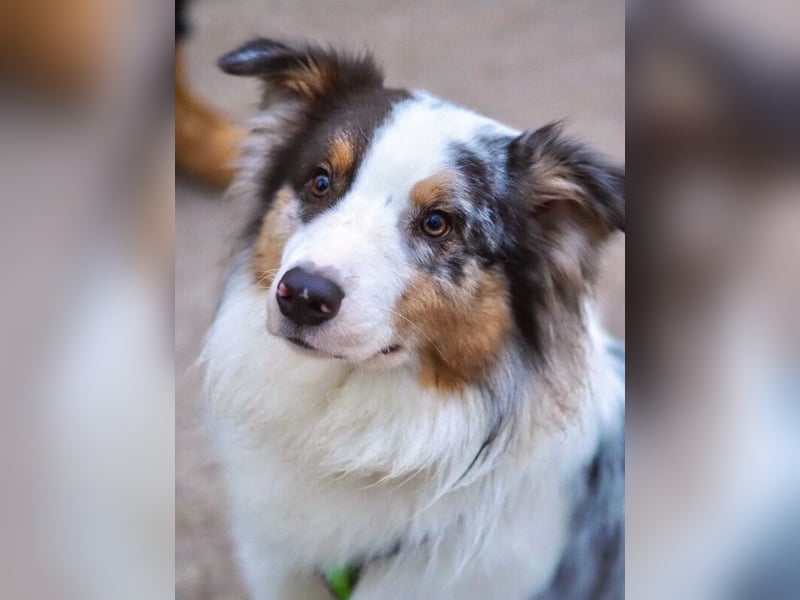 Alfred - ein besonderer Hund sucht seinen speziellen Menschen - Tierhilfe Franken e.V.