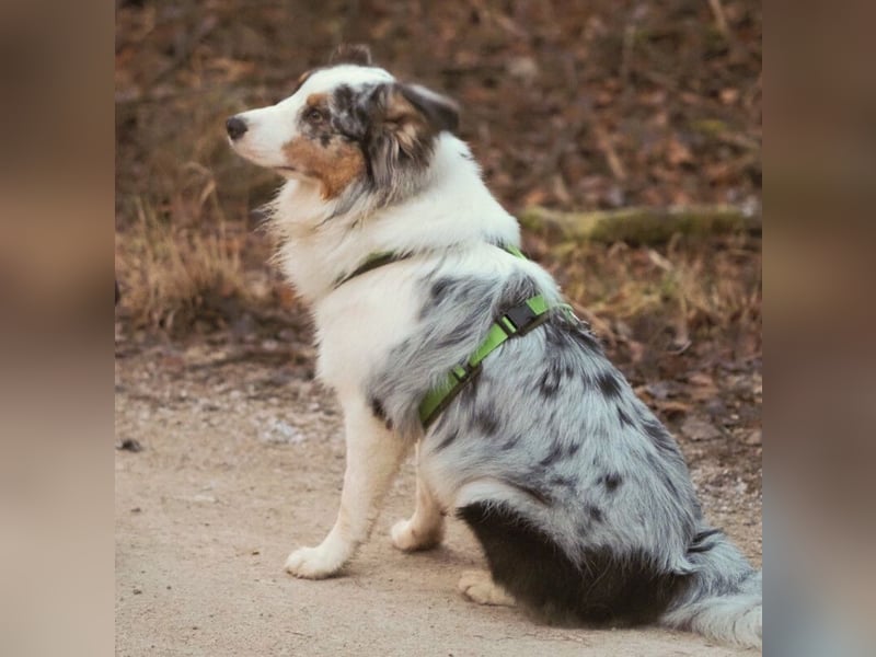Alfred - ein besonderer Hund sucht seinen speziellen Menschen - Tierhilfe Franken e.V.