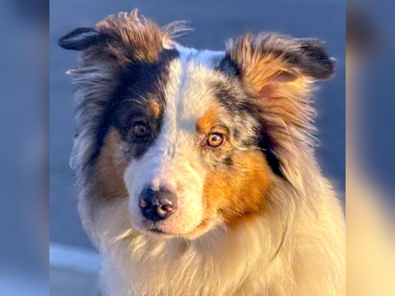 Alfred - ein besonderer Hund sucht seinen speziellen Menschen - Tierhilfe Franken e.V.