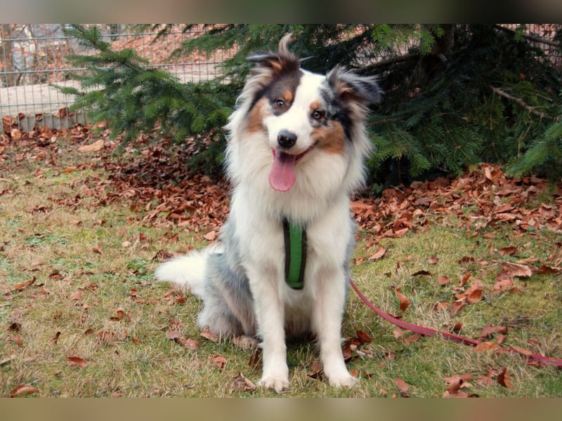 Alfred - ein besonderer Hund sucht seinen speziellen Menschen - Tierhilfe Franken e.V.