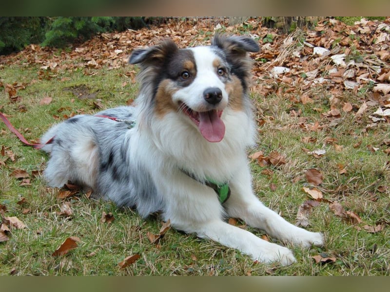 Alfred - ein besonderer Hund sucht seinen speziellen Menschen - Tierhilfe Franken e.V.