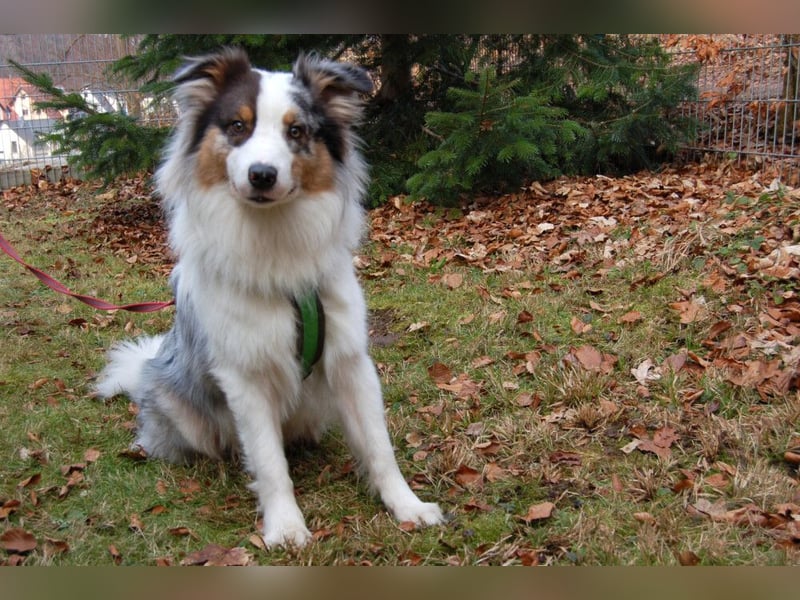 Alfred - ein besonderer Hund sucht seinen speziellen Menschen - Tierhilfe Franken e.V.