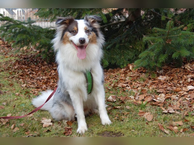 Alfred - ein besonderer Hund sucht seinen speziellen Menschen - Tierhilfe Franken e.V.