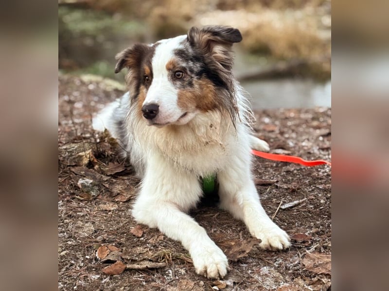 Alfred - ein besonderer Hund sucht seinen speziellen Menschen - Tierhilfe Franken e.V.