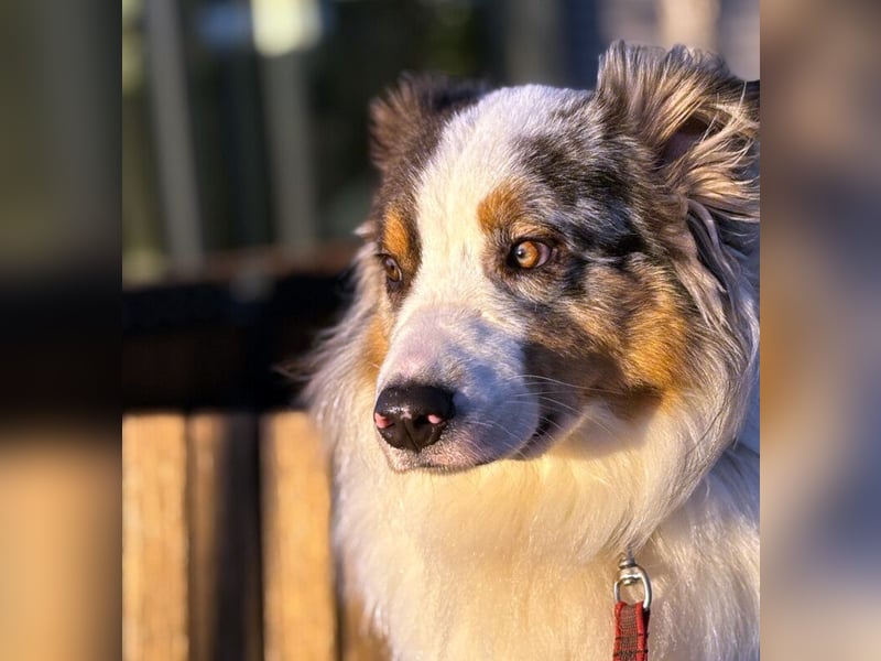 Alfred - ein besonderer Hund sucht seinen speziellen Menschen - Tierhilfe Franken e.V.