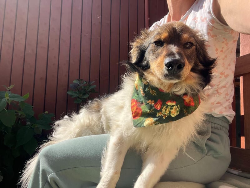 Aiko SR – entspannter Kuschelbär sucht liebevolles Zuhause