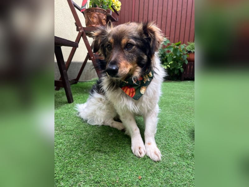 Aiko SR – entspannter Kuschelbär sucht liebevolles Zuhause