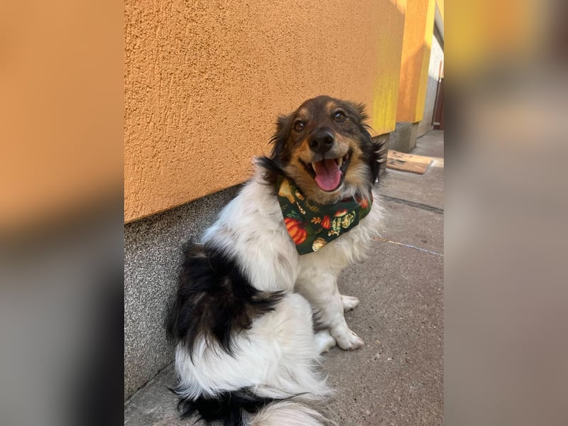 Aiko SR – entspannter Kuschelbär sucht liebevolles Zuhause