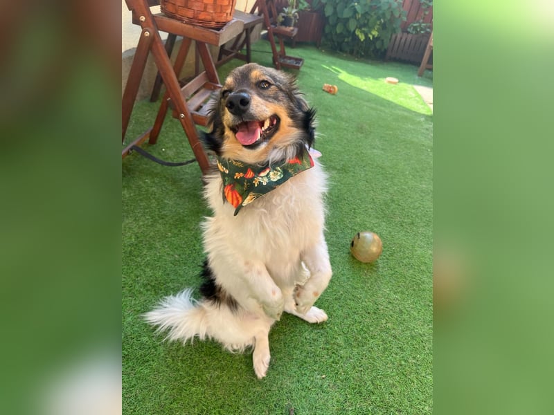 Aiko SR – entspannter Kuschelbär sucht liebevolles Zuhause