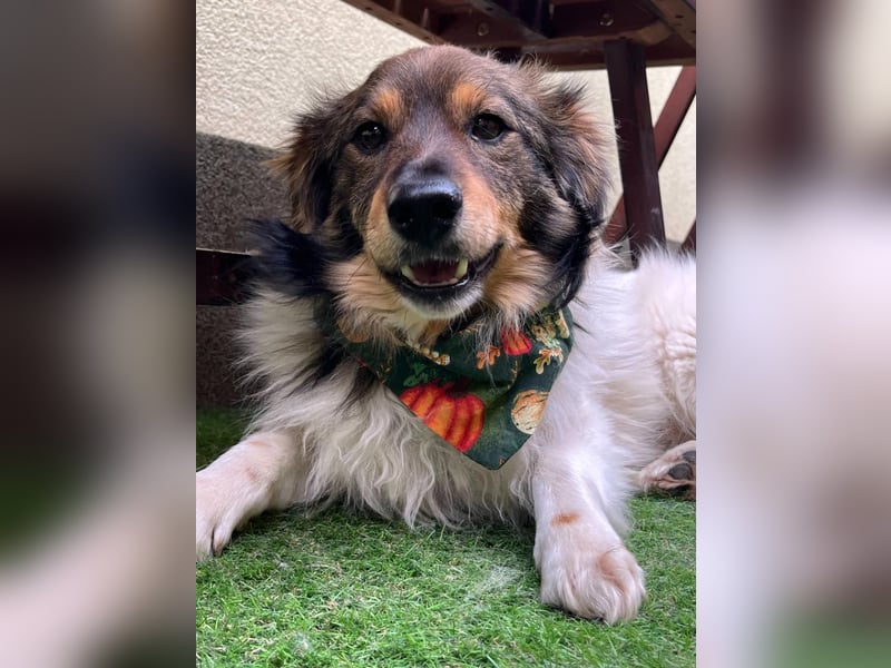 Aiko SR – entspannter Kuschelbär sucht liebevolles Zuhause
