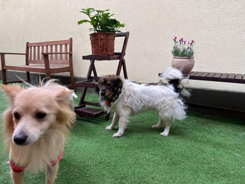 Aiko SR – entspannter Kuschelbär sucht liebevolles Zuhause