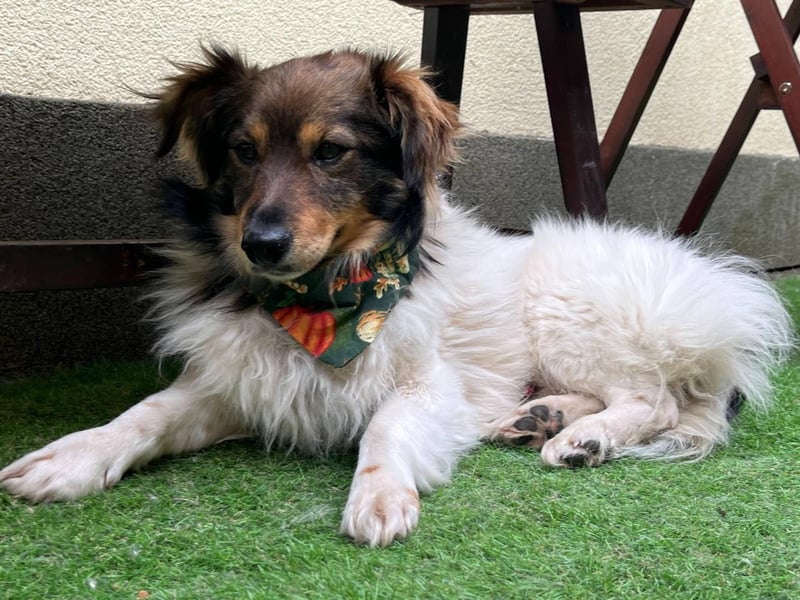 Aiko SR – entspannter Kuschelbär sucht liebevolles Zuhause