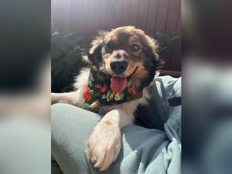 Aiko SR – entspannter Kuschelbär sucht liebevolles Zuhause