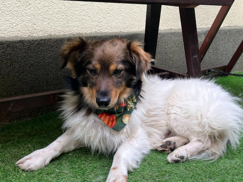 Aiko SR – entspannter Kuschelbär sucht liebevolles Zuhause