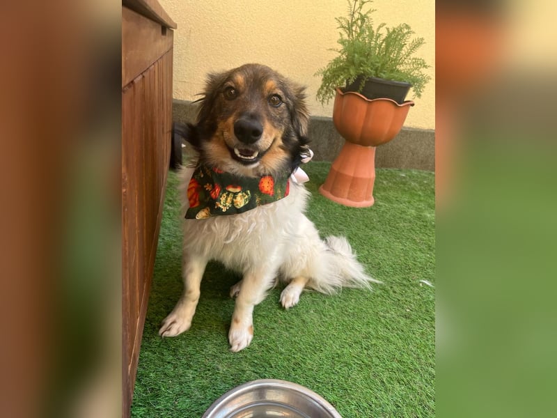 Aiko SR – entspannter Kuschelbär sucht liebevolles Zuhause