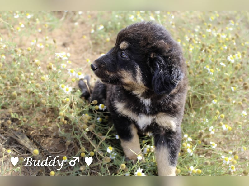 Buddy und Bernie suchen ein Zuhause