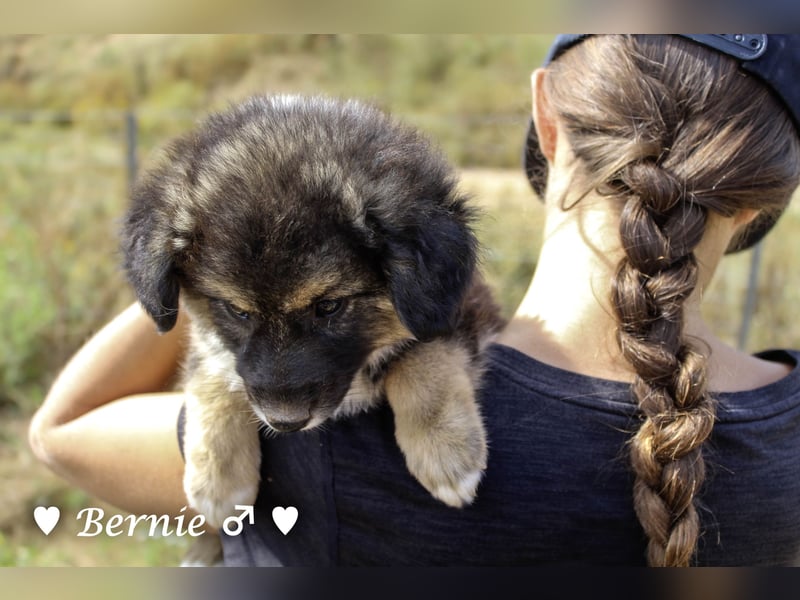 Buddy und Bernie suchen ein Zuhause